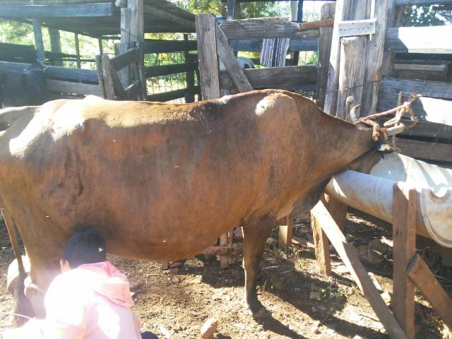 Vende-se vacas