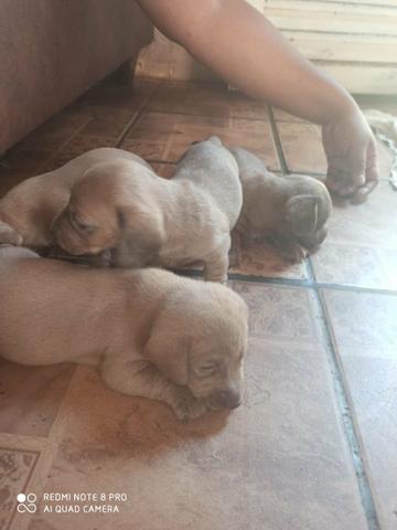 Vendo filhotes