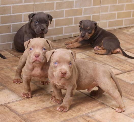 American Bully - Foto 4