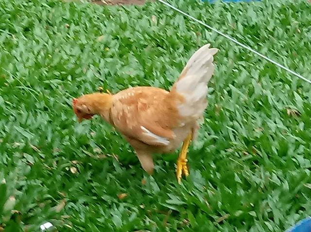 Frango Garnizé Modelado de quase 3 meses - Foto 3