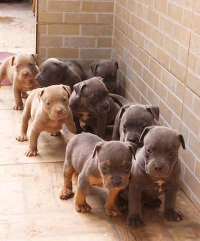 American Bully - Foto 5