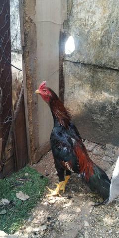 Galo de procedência - Foto 3