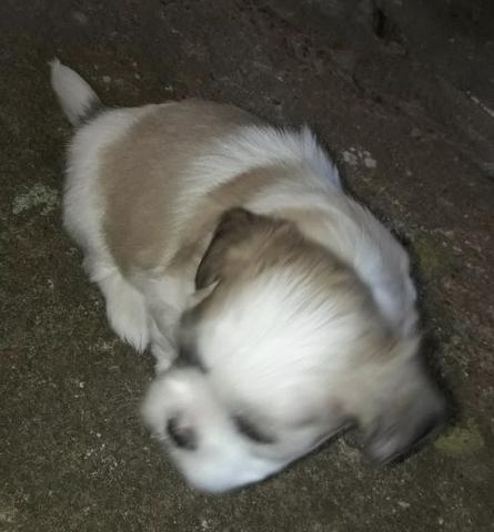Shitszu machos puros (Venda ou Troca) URGENTE - Foto 4