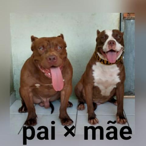 Filhotes disponiveis!