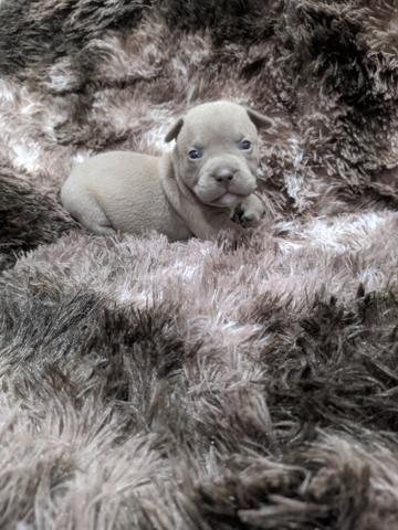 American Bully