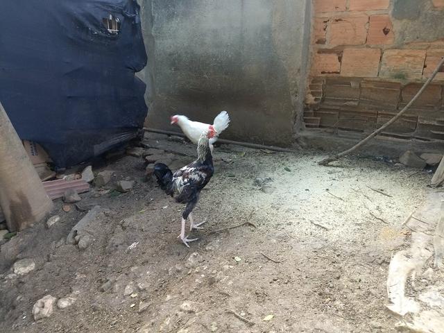 Frango raça músico brasileiro legítimo - Foto 2