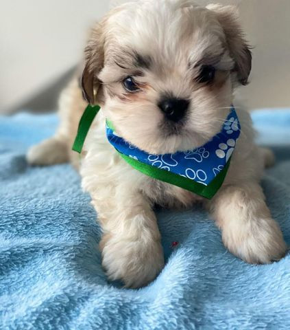 Shihtzu Macho Ja vacinado e vermifugado bb com 45 dias