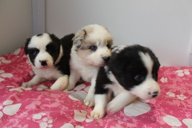 Border Collie lindos filhotes, CBKC - *