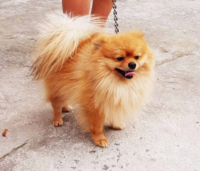 Procuro uma namorada pro meu Splitz alemão/Lulu da pomerania - Foto 5