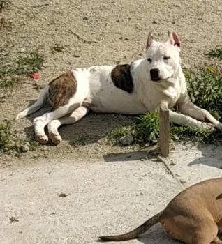 Fêmea de American Staffordshire Terrier - Foto 2