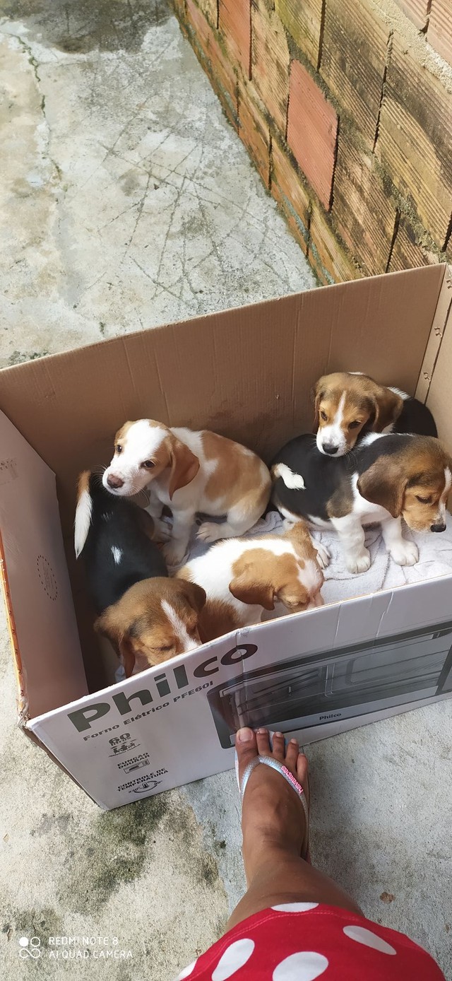 Filhotes de Beagle 