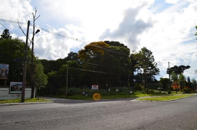 Terreno à venda, 5000 m² por r$ 3.500.000,00 - vila suica - canela/rs - Foto 2