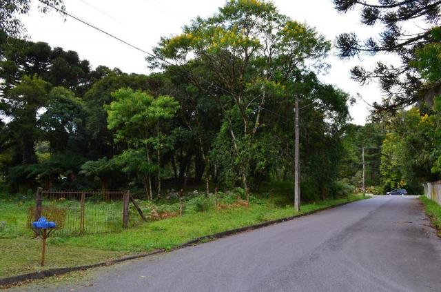 Terreno à venda, 5000 m² por r$ 3.500.000,00 - vila suica - canela/rs - Foto 11