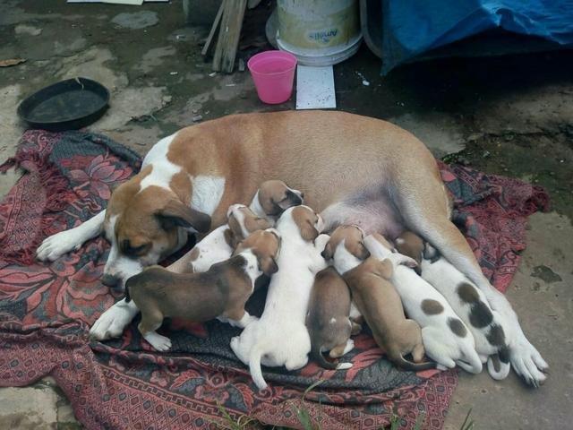 Lindos labrador x dog brasileiro só 100 cada. entrego