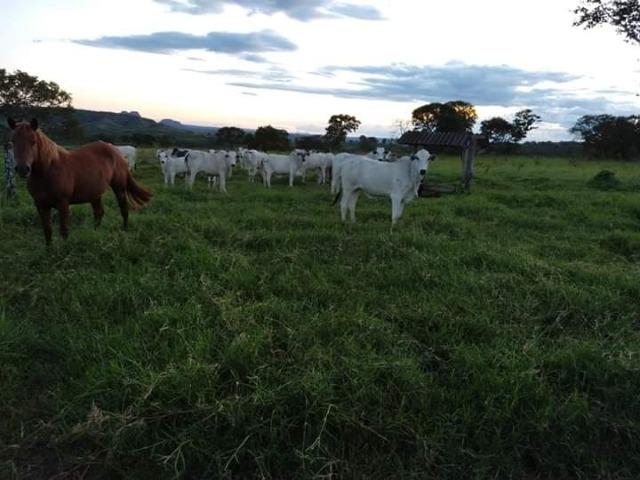 51 alqueires (250 hectares) com 30 alqueires de pasto por 850 mil reais no Pará