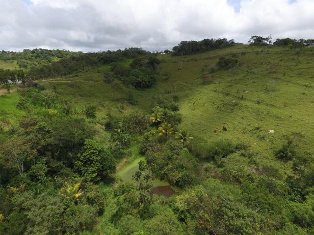Sítio 7 Hectares - 5 Nascentes em Chã Grande - Foto 4