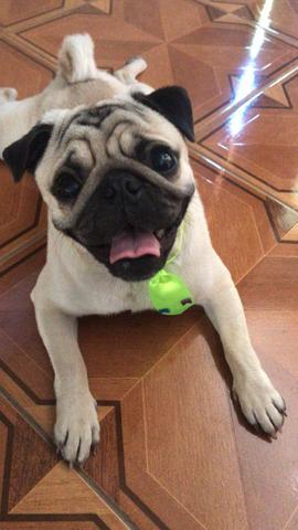 Pug para cruza - Foto 2