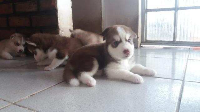 Lindos filhotes de Husky Siberiano disponível - Foto 2