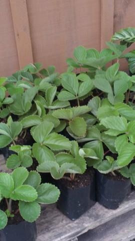 Mudas de morangos organicos 3,00 cada chamar no whats - Foto 3