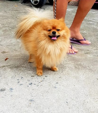 Procuro uma namorada pro meu Splitz alemão/Lulu da pomerania - Foto 3