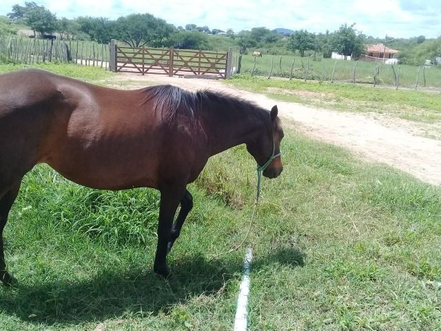 Égua QM - Foto 2