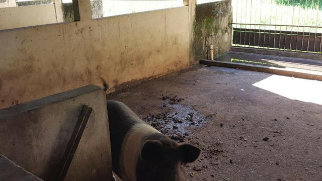 JP 012 - Ótima fazenda colado no Gama, a 27km - Foto 5
