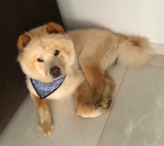 Chow chow - Foto 2