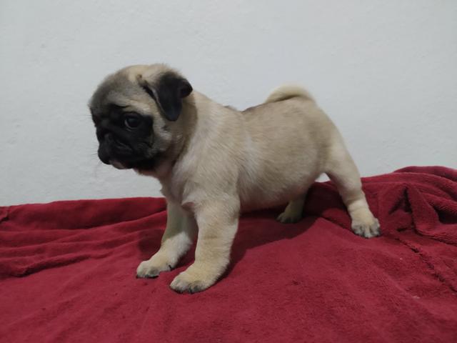 Filhote Pug - Foto 3