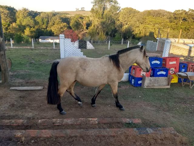 Vendo ou troco potro crioulo - Foto 3