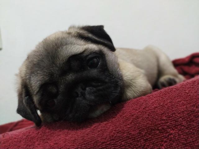 Filhote Pug - Foto 2