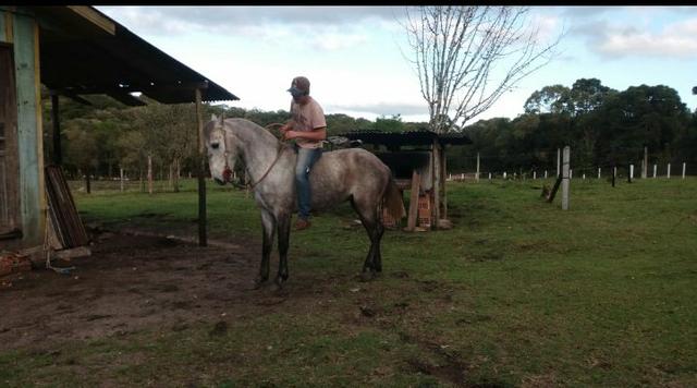 Tordilho negro - Foto 3