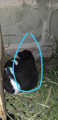 Coelhos