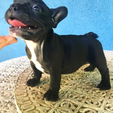 Bulldog francês fêmea preta disponível - Foto 2
