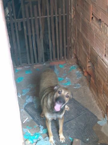 Estou doando essa cachorra - Foto 4