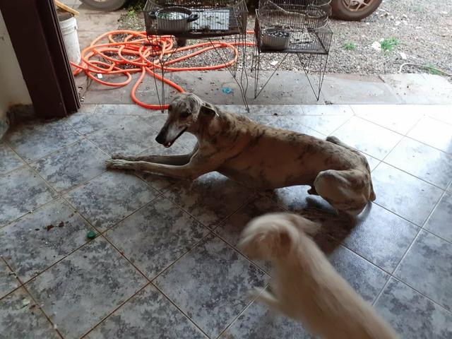 Galgo filhotes - Foto 6