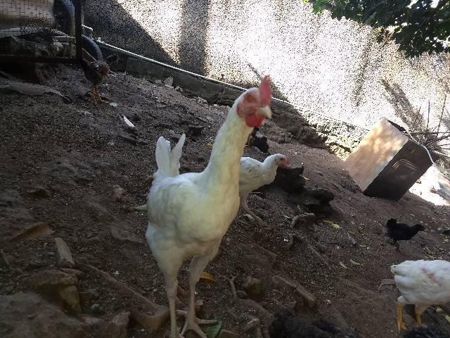 Frango branco músico brasileiro puro