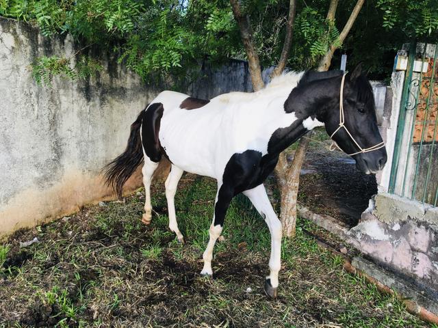 Vendo cavalo pampa - Foto 5