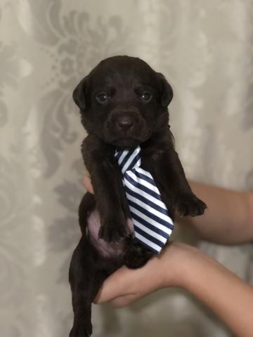 Vendo labrador - Foto 2