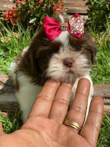 Belos E Saudáveis Filhotes Shih Tzu.Pedigree Grátis - Foto 5