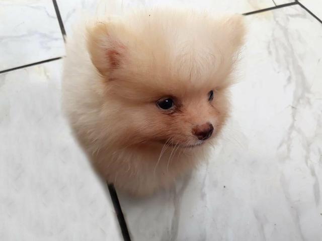 Filhotes lulu da pomerania machos: branco com creme, branco com preto e laranja