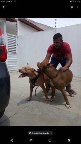 )filhote marrom pit monster (trocas) - Foto 4