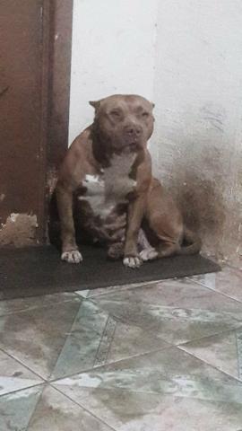 Pit monster (Bully xl xxl) - Foto 5