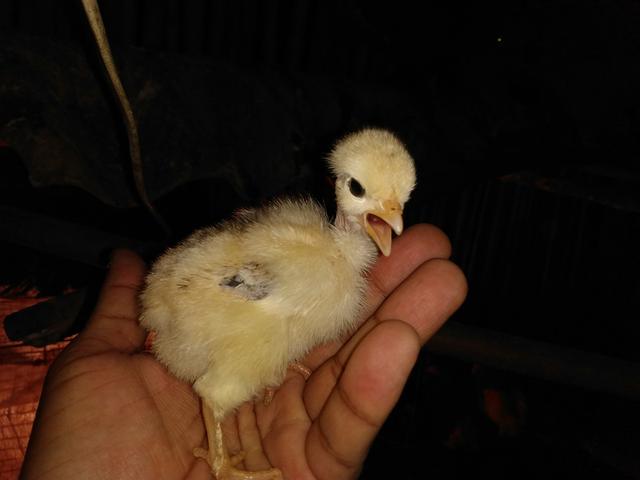 Pintinho Galinha Caipira - Foto 2