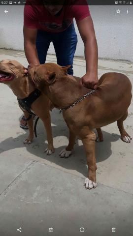 )filhote marrom pit monster (trocas) - Foto 6