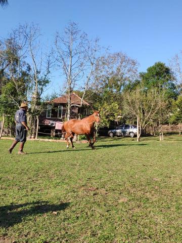 Linda égua mansa Quarto de Milha - Foto 3