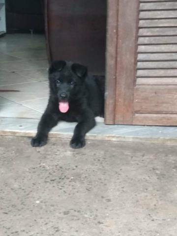 Vendo lindo filhote pastor belga