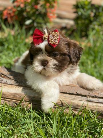 Belos E Saudáveis Filhotes Shih Tzu.Pedigree Grátis - Foto 4