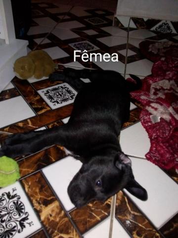 Dog alemão