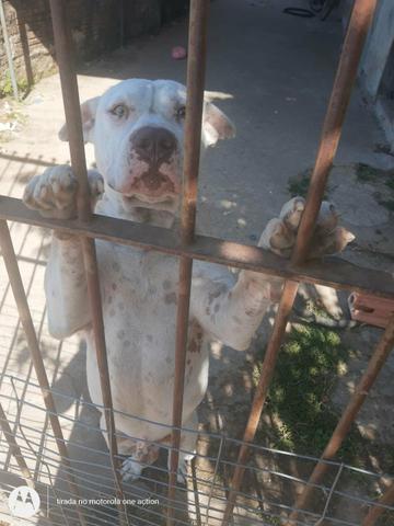 Filhotes de Pitbull Puro