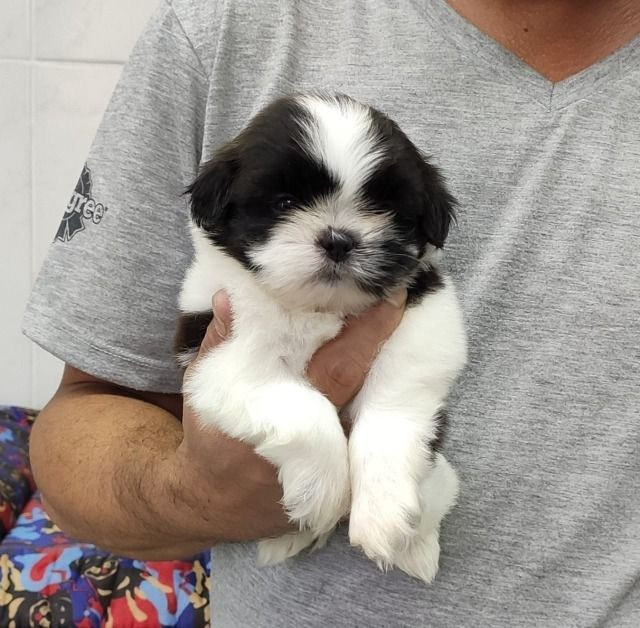 Filhotes De Shitzu À Pronta Entrega Ligue Já E Garanta O Seu - Foto 3